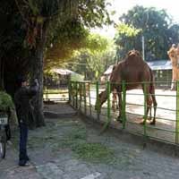 Akhir Musim Liburan, Pengunjung Bonbin Turun 20 Persen