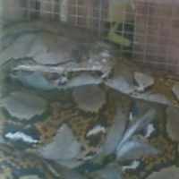 Tiga Sanca Ditemukan di Bawah Ubin Kamar Mandi di Bintaro