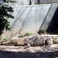 Polisi Amankan 4 Ekor Buaya dari Pengusaha Tahu