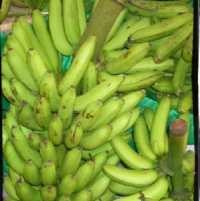 Kuota Ekspor Pisang dan Nanas Segar ke Jepang Ditetapkan 