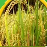 Nasib Rice Estate Belum Jelas