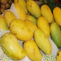 Mangga Thai, Eksotik Manis Menggigit