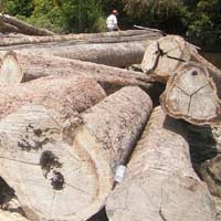 Pembalakan Ketapang Siap ke Pengadilan