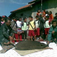 Warga Curiga Babi Bisa Menoleh