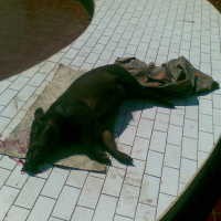 Penguburan Babi Ngepet Ditunda