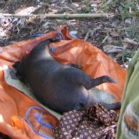 Bangkai Babi Dibacakan Doa Agar Berubah Wujud 