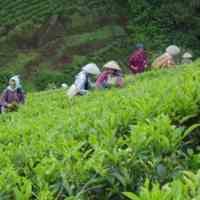 Pupuk Minim, Produksi Teh Turun 5%