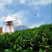 Industri Teh RI Terkendala Masalah Klasik