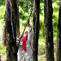 Produsen Pengolah Karet Kehabisan Bahan Baku