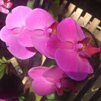 Anggrek Impor Rajai Pasar Lokal 