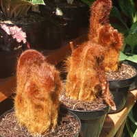 Tanaman Berbulu, Pendatang Unik Dari Sumatera 