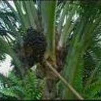 Astra Agro & Sampoerna Agro Melejit di Semester I-2008