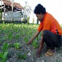 50 Hektar Tanaman Tembakau di Sumenep Gagal Panen