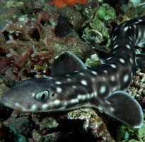 Dicari! Hiu Indonesia yang Rajin Beranak