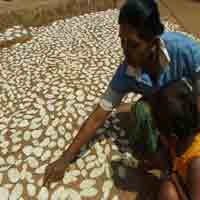 Kekeringan, Warga Tiga Desa di Sumenep Makan Gaplek