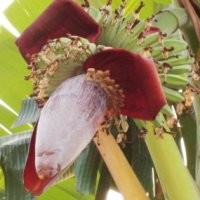 Gulai si Jantung yang Lezat