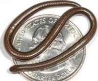 Ular Spaghetti Terkecil di Dunia