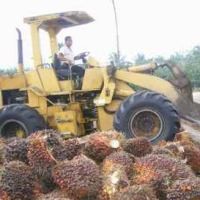 RI dan Malaysia Atur Pasokan CPO