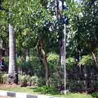 Rambu-rambu Tertutup Daun, Pengguna Jalan Pun Bingung