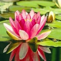 Berharap Kebijaksanaan Samsung 