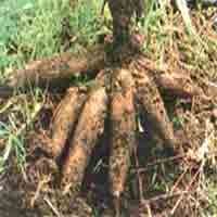 Kekeringan, Petani Singkong Sumenep Menjerit