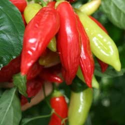 Cabe Baru Kaya Nutrisi