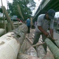 Pohon untuk Panjat Pinang Sepi Peminat