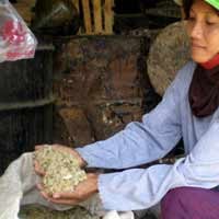 Warga Tuban Mulai Makan Nasi Aking