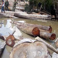 Kejagung Dukung Pelaku Illegal Logging Dijerat UU Korupsi