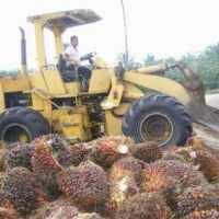 Penurunan Harga Komoditas Ancam Pertumbuhan Ekonomi