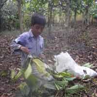 Cari Tambahan Rezeki, Warga Mengais Sisa Biji Kopi