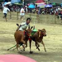 Warga Pasuruan Gelar Karapan Sapi Kemerdekaan