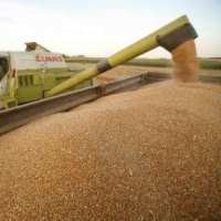 Pemerintah Stop Subsidi PPN Gandum dan Terigu