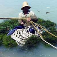 Ombak Mengganas, Nelayan Sumenep Beralih Cari Rumput Laut 