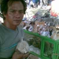 Ternak Uang dari Kelinci