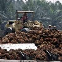 Pembahasan Bea Masuk CPO ke Pakistan Tunggu Konflik Mereda