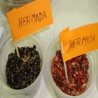 Hermada si Pengganti Beras