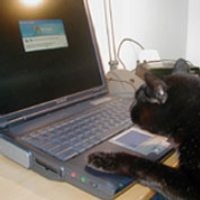 Kucing Bertelinga Empat Jadi Seleb Berkat Internet