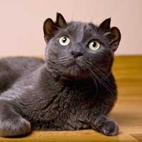 Kucing Cacat Jadi Selebritis Internet