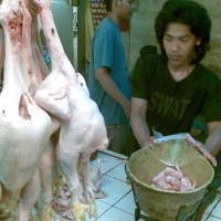 Tiap Hari Harga Ayam Negeri Meroket