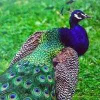 Polisi Bongkar Jual Beli Satwa Langka di Internet