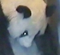 Jepang Rayakan Kelahiran Panda