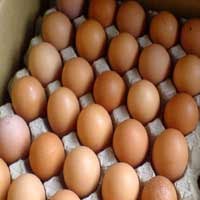 Harga Telur di Tuban Melambung, Permintaan Meningkat