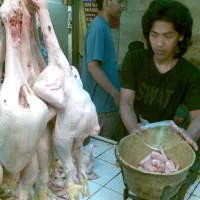 Naiknya Harga Ayam Karena Harga Pakan dan BBM Naik