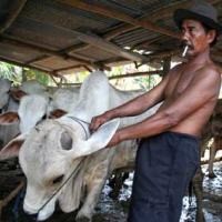 Timur Tengah Ingin Impor Daging Sapi RI