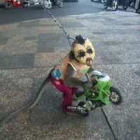 Nonton Atraksi Monyet di Kolong Jembatan Yuk!