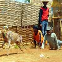 Berharap Hujan, Warga Sumenep Gelar Kerapan Kambing