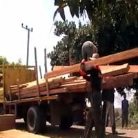 Puluhan Kayu Jati di Tuban Diamankan Perhutani 