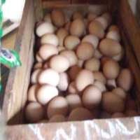 Harga Daging dan Telor Ikut Tradisi Puasa