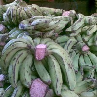Penjualan Pisang Nangka Melonjak Tajam